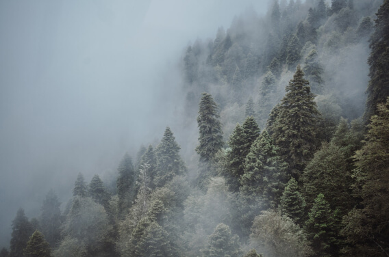 Картинка леса Сочи